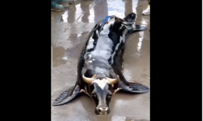 sénégalaise à Dubaï